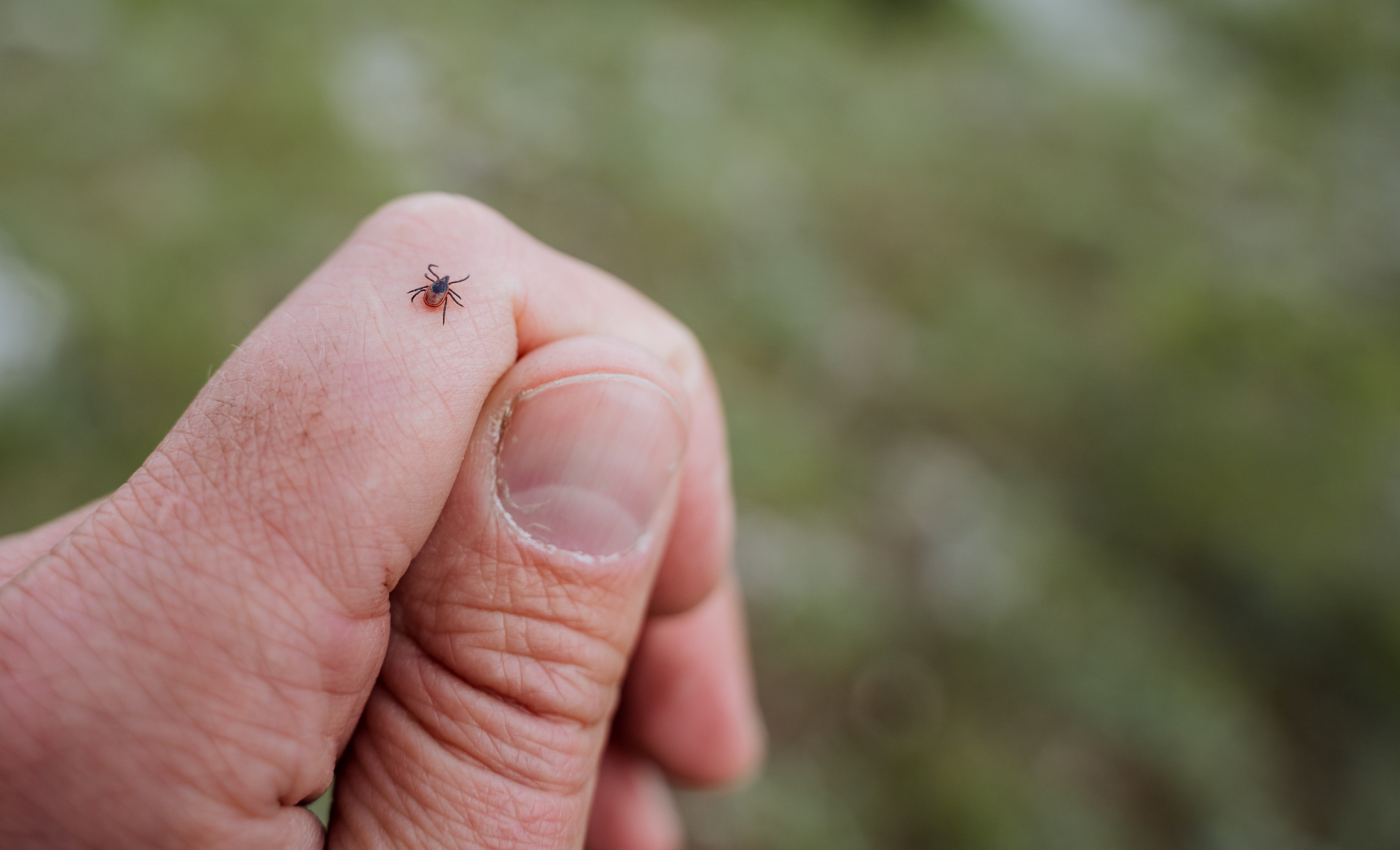 Health Alert - Ticks