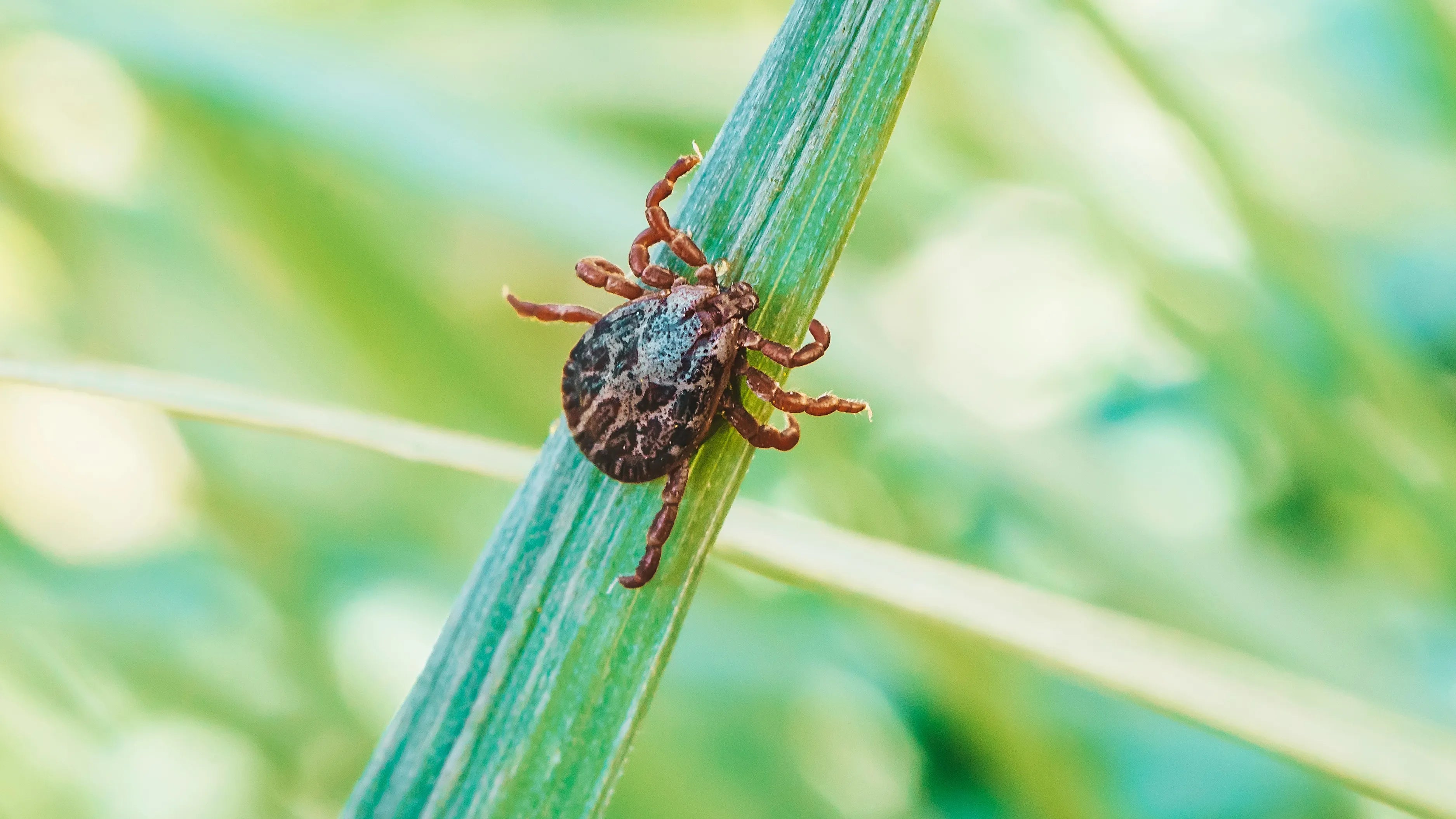 Common Breeding Grounds For Tick Insects