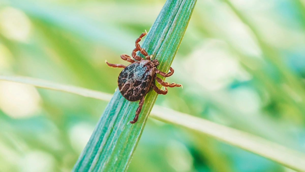 Common Breeding Grounds For Tick Insects – Brindle Creek Pty Ltd